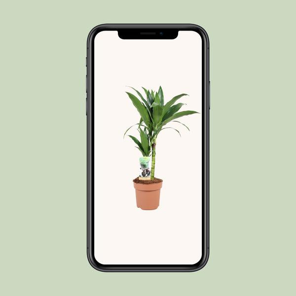 Dracaena Janet Craig 30-15 - Ø17cm - ↕60cm