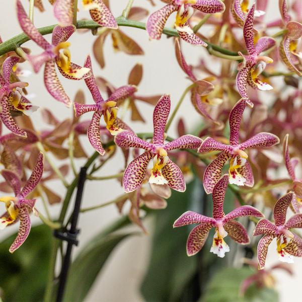 Orchidées colibris | Orchidée Phalaenopsis orange - Spider-pot taille Ø9cm | plante d'intérieur à fleurs - fraîchement sortie du producteur