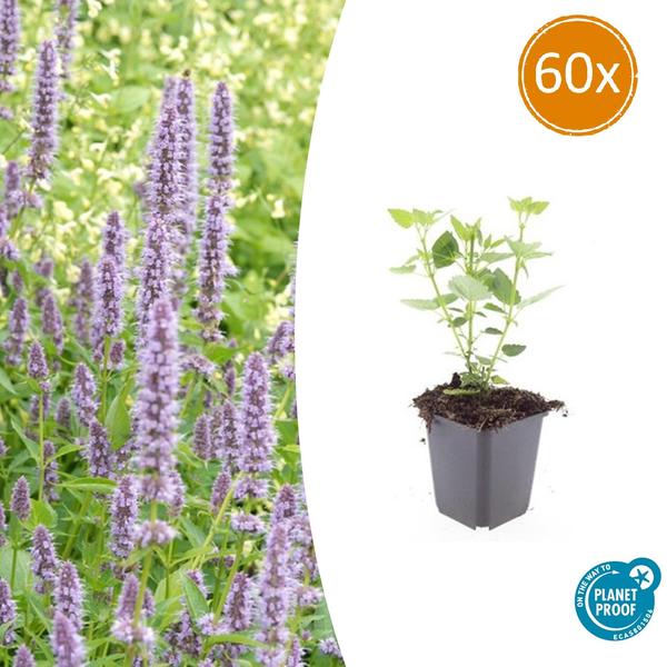 Agastache 'Blue Fortune' - ↕10-25cm - Ø9cm - 60x