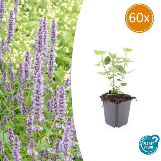 Agastache 'Blue Fortune' - ↕10-25cm - Ø9cm - 60x