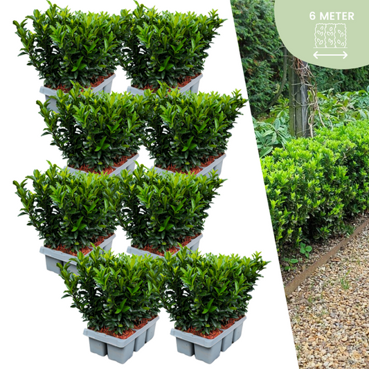 48 x Euonymus 'Tour Verte' - 48 x Ø 7 cm - ↨ 15 cm