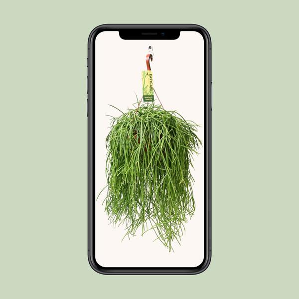 Rhipsalis Baccifera Shaferi - Ø21 ↕60