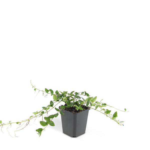 Vinca minor 'Alba' - ↕10-25cm - Ø9cm - 6x