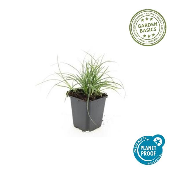 Luzula nivea - ↕10-25cm - Ø9cm - 60x