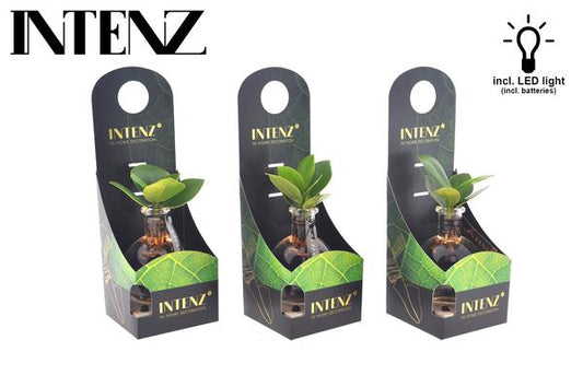 Clusia En Verre Samoa + LED - Ø5cm - ↕10cm