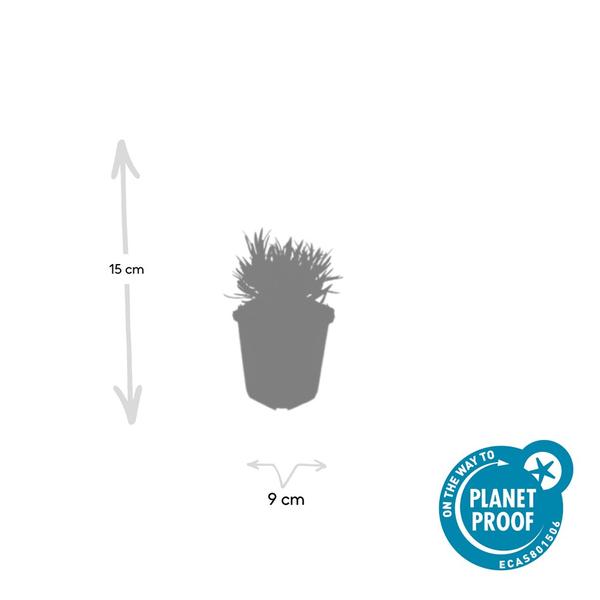 Lavandula int. 'Edelweiss' - ↕10-25cm - Ø9cm - 60x