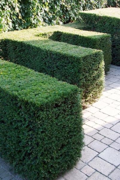 Taxus baccata - ↕30-50cm - racine nue - 25x