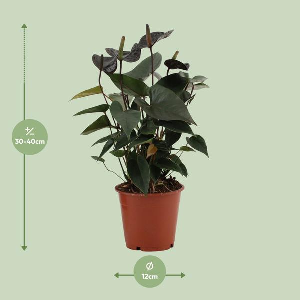 Anthurium Noir Amour Dans Pochette Transparente - Ø12cm - ↕36cm