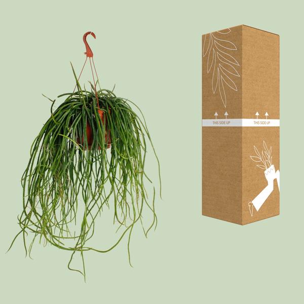 Selenisereus Wercklei - Ø21cm - ↕50cm