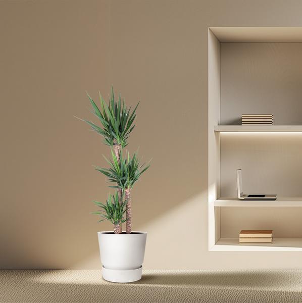 Yucca Éléphantipe - 170 cm - ø31