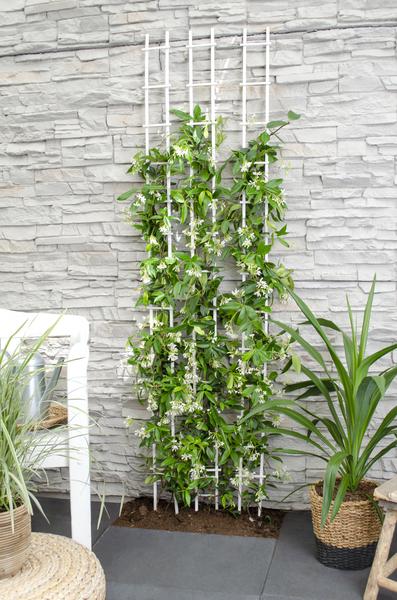 Trachelospermum 'Étoile de Venise' - Jasmin Toscan Blanc - Ø15cm - ↕65cm