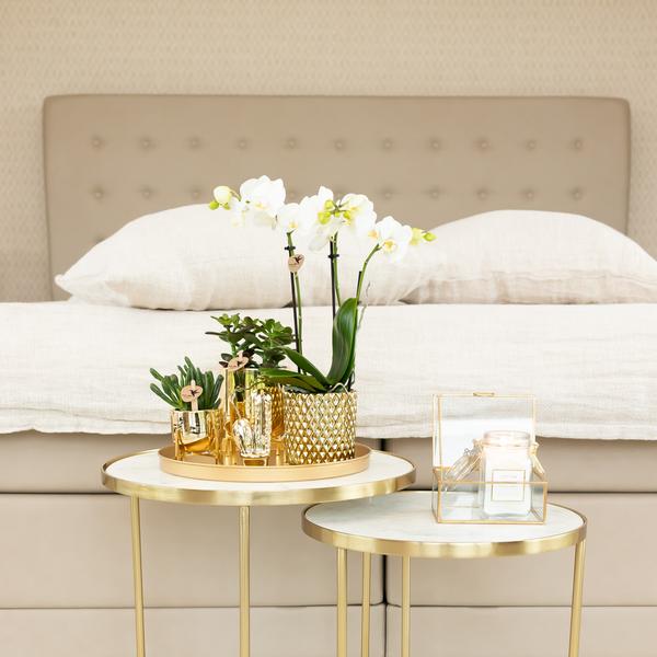 Orchidées colibris | Orchidée Phalaenopsis blanche – Amabilis + Pot décoratif diamant doré – taille du pot Ø9cm – 40cm haut | plante d'intérieur fleurie en pot de fleurs - fraîche du producteur