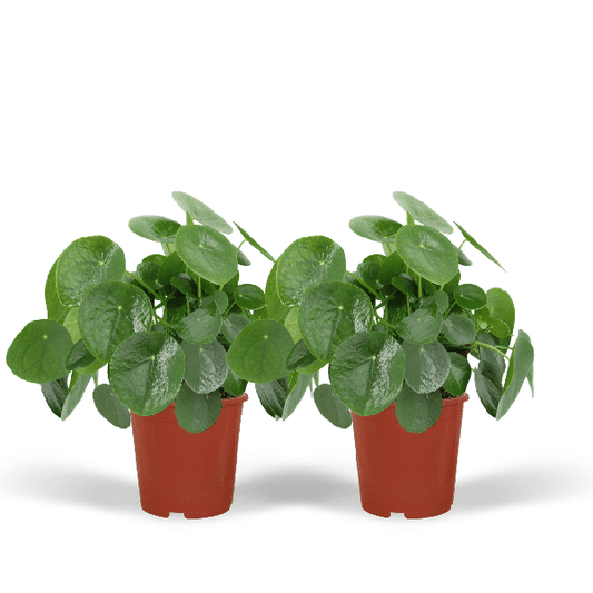 2x Pilea Peperomiodes - Plante à crêpes - 25cm - ø15