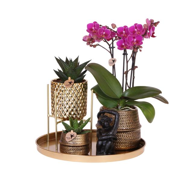 Compagnie des Colibris | Coffret Hôtel Chic | Ensemble de plantes avec orchidées Phalaenopsis violettes et plantes succulentes, avec pots décoratifs en céramique.