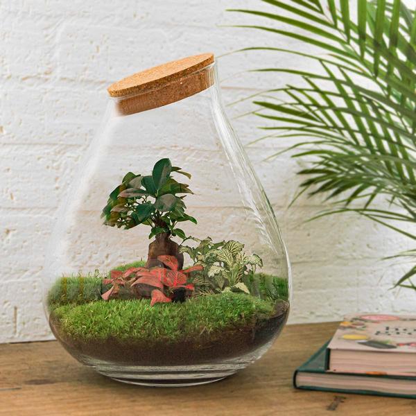 Terrarium DIY - Drop XL Bonsai -↕ 37 cm - Râteau + Pelle