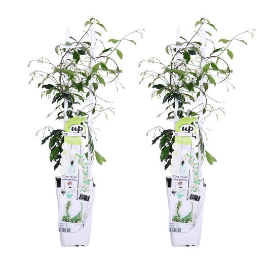 2x - Trachelospermum 'Étoile de Venise' - ↨65cm - Ø15