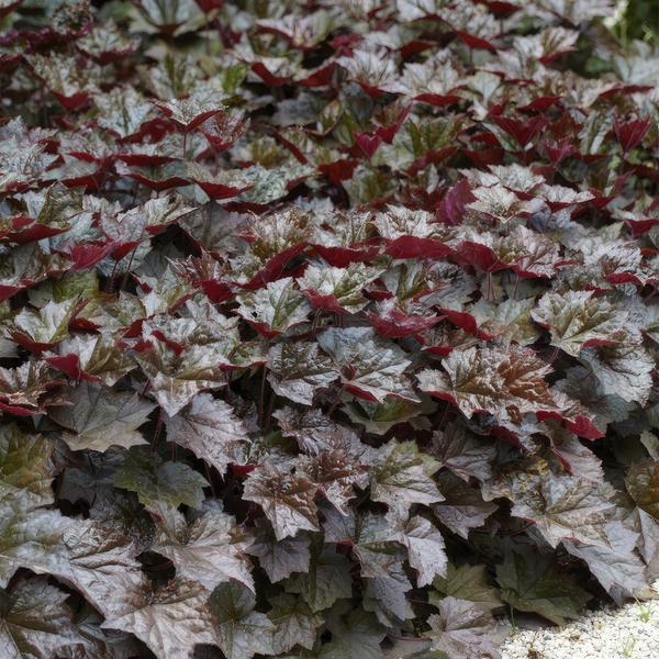 Heuchera mic. 'Palace Purple' - ↕10-25cm - Ø9cm - 6x
