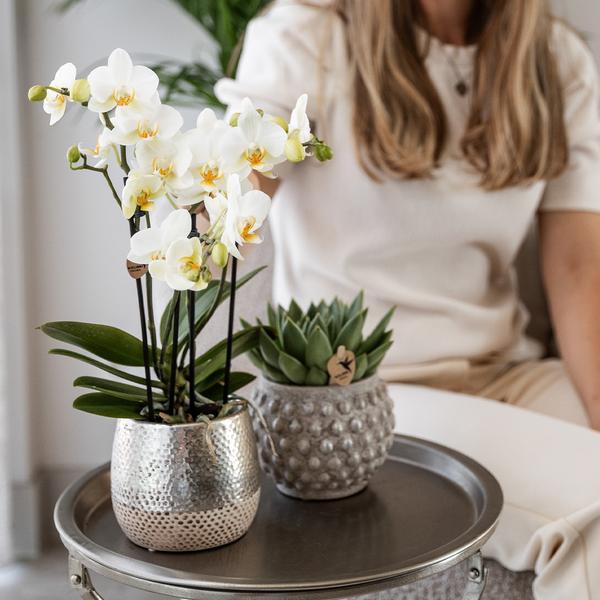 Orchidées colibris | Orchidée Phalaenopsis blanche - Amabilis + Elite pot argent - taille du pot Ø9cm - 35cm haut | plante d'intérieur à fleurs - fraîchement sortie du producteur