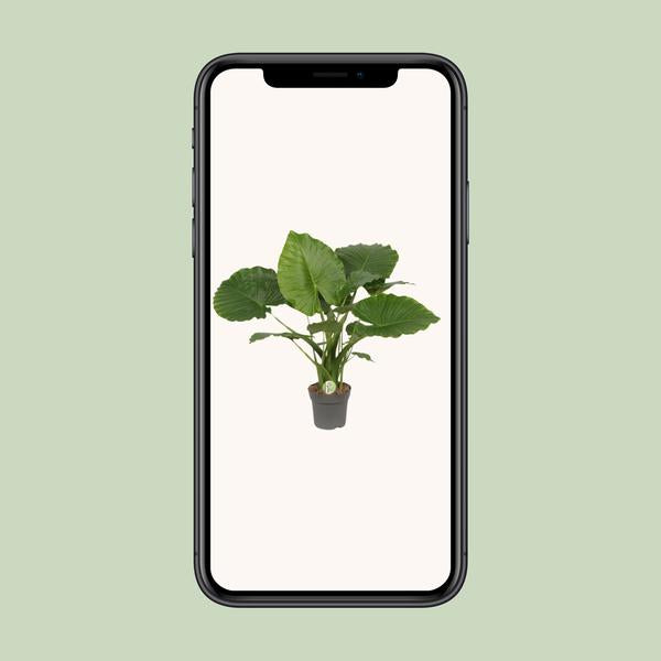 Alocasia Gageana Californie - Ø21cm - ↕80cm