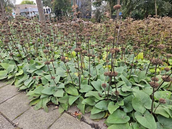 Phlomis russeliana - ↕10-25cm - Ø9cm - 60x