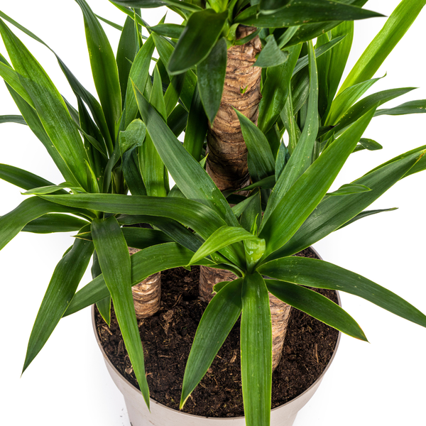 Yucca Éléphantipes Ø30cm - ↕100cm