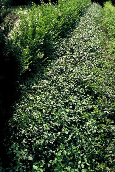 Euonymus fort. 'Dart's Blanket' - ↕10-25cm - Ø9cm - 60x