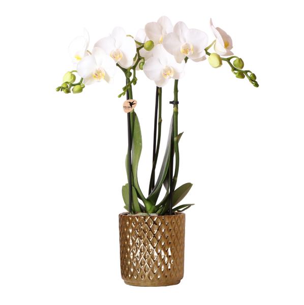 Orchidées colibris | Orchidée Phalaenopsis blanche – Amabilis + Pot décoratif diamant doré – taille du pot Ø9cm – 40cm haut | plante d'intérieur fleurie en pot de fleurs - fraîche du producteur
