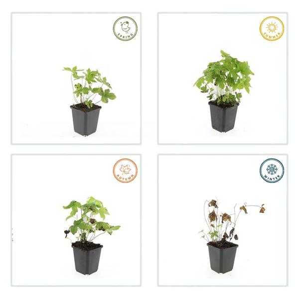 Geranium nodosum - ↕10-25cm - Ø9cm - 60x