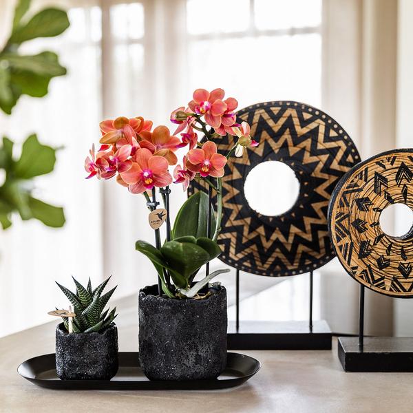 Compagnie des Colibris | Ensemble de plantes Home Hub petit | Orchidée Phalaenopsis orange Bolzano et succulentes avec pots décoratifs en céramique sur plateau noir