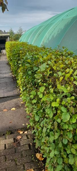 Alnus glutinosa - Racine nue - 60/80 - 50x