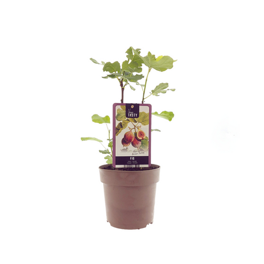 Ficus Brun Dinde (15018) - Ø15cm - ↕40cm