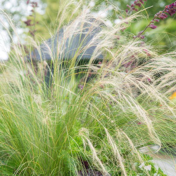 Stipa tenuissima 'Ponytails' - ↕10-25cm - Ø9cm - 60x