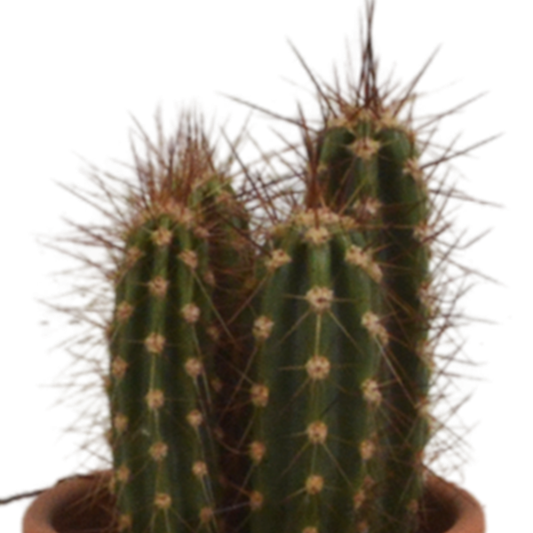Cactus mix 5.5 cm - 5x - in terracotta pot