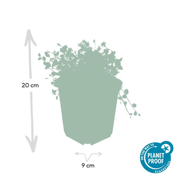 Isotoma fluviatilis - ↕10-25cm - Ø9cm - 60x