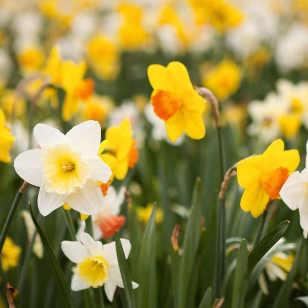 Flowerbulbs Amsterdam - Super Narcissus Mix - Sachet de valeur durable, 100 bulbes de fleurs pour 2,5 m2 de splendeur florale - Taille 12/14