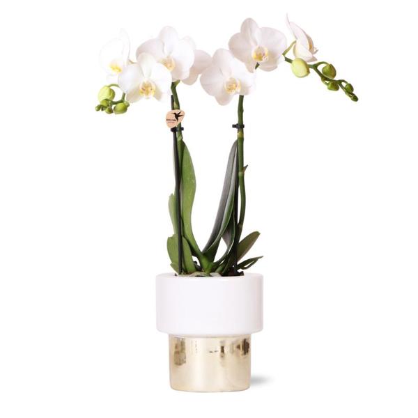 Orchidées colibris | Orchidée Phalaenopsis blanche - Amabilis + Pot Lush - taille du pot Ø9cm - 35cm haut | plante d'intérieur à fleurs - fraîchement sortie du producteur