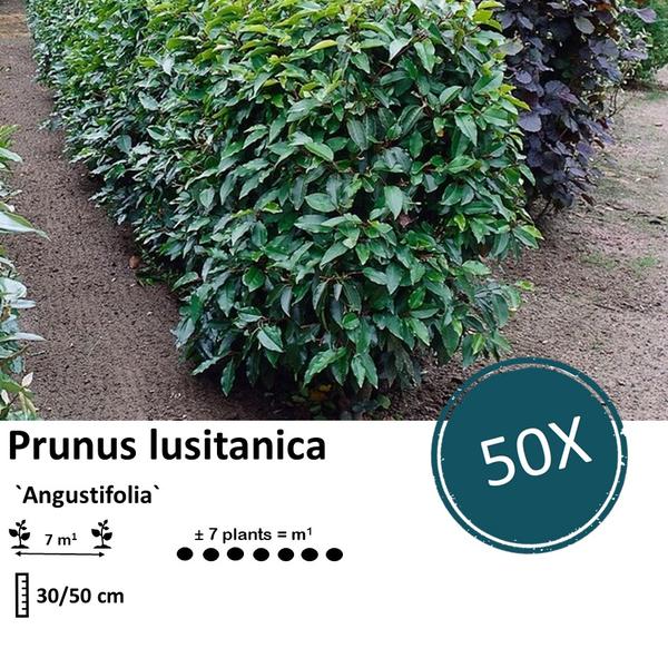 Prunus lusitanica 'Angustifolia' - ↕30-50cm - racine nue - 50x