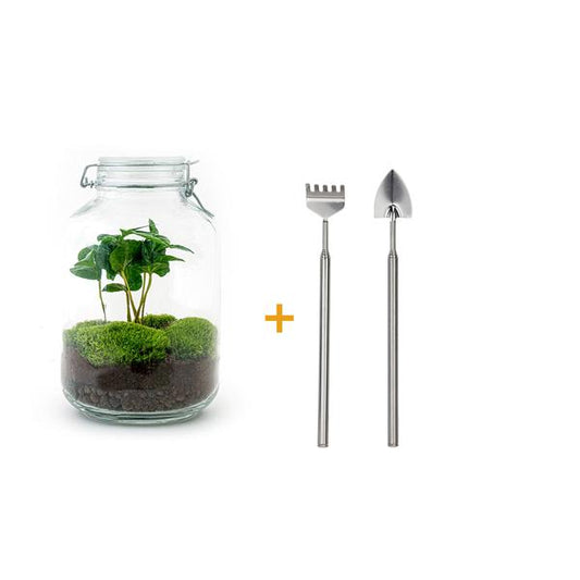DIY terrarium - Jar - Coffea Arabica - ↕ 28 cm - Rake + Shovel
