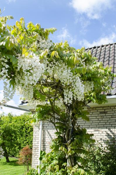 Glycine floribunda Alba - Pluie blanche - Ø15cm - ↕65cm