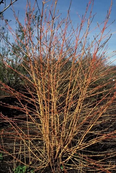 Cornus sang. 'Anny's Winter Orange' - ↕10-25cm - Ø9cm - 60x
