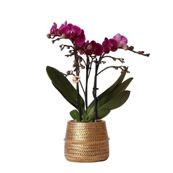 Orchidées colibris | Orchidée phalaenopsis violette - Morelia + Groove pot décoratif doré - taille du pot Ø9cm - 35cm haut | plante d'intérieur à fleurs - fraîchement sortie du producteur