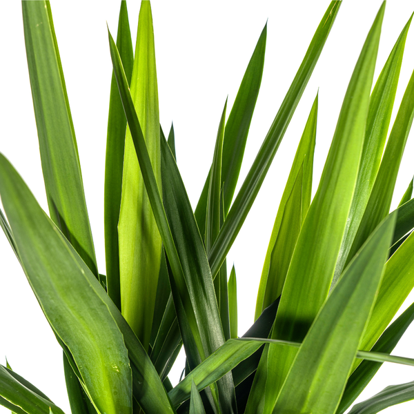 Yucca Éléphantipes Ø27cm - ↕160cm