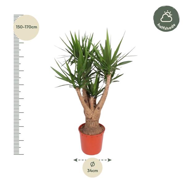 Yucca Elephantipes ramifié - 160 cm - ø34
