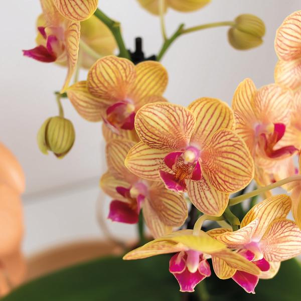 Orchidées colibris | Coffret Optimisme petite pêche | Plante verte avec orchidée Phalaenopsis orange dans des pots décoratifs de bonbons sur un plateau biologique blanc