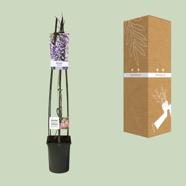 Wisteria Sinensis +Étiquette lumineuse - Ø23cm - ↕115cm