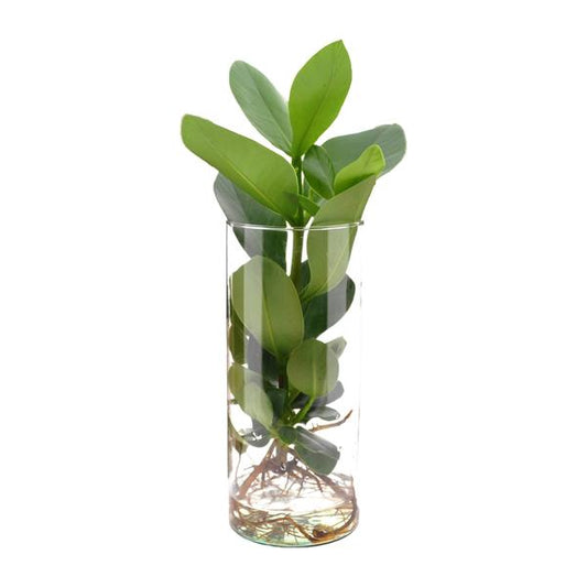 Clusia En Verre Cylindre - Ø12cm - ↕30cm