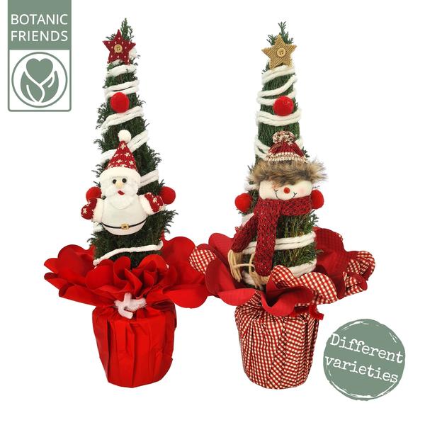 Chamaecyparis Ellwoodii Christmas Friends ® - Ø13cm - ↕37cm