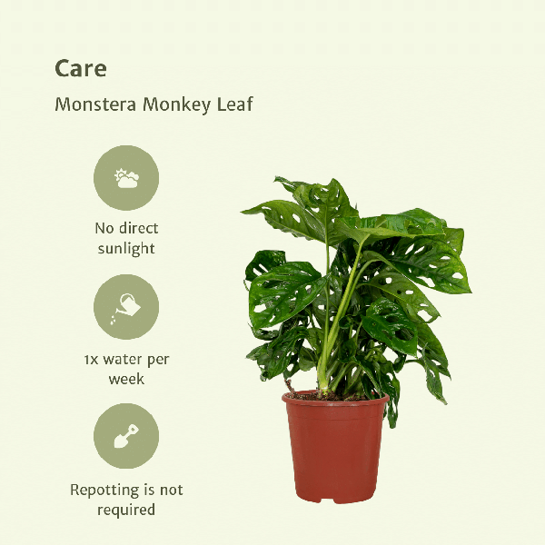 2x Monstera Monkey Leaf - Plante en trou - 30cm - ø12