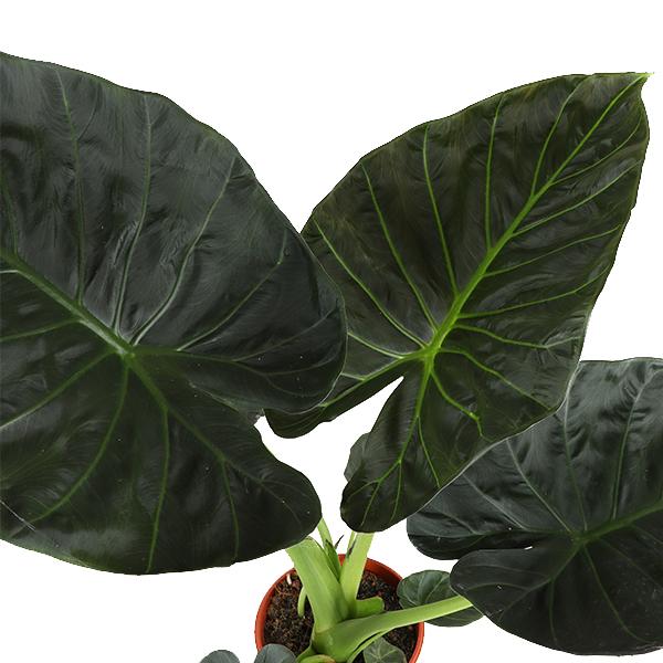 Bouclier Alocasia Regal Ø21cm - ↕100cm