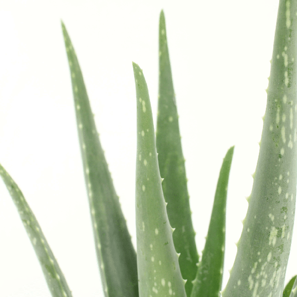 2x Aloe vera - Succulente - 40cm - ø12